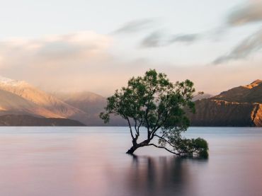 The Wanaka Tree